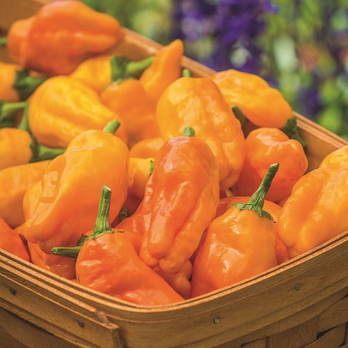Chilli Orange Pepperoncini